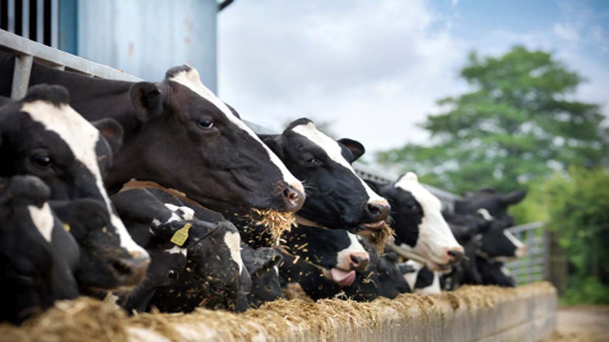 Microbes Cow Stomach Plastics