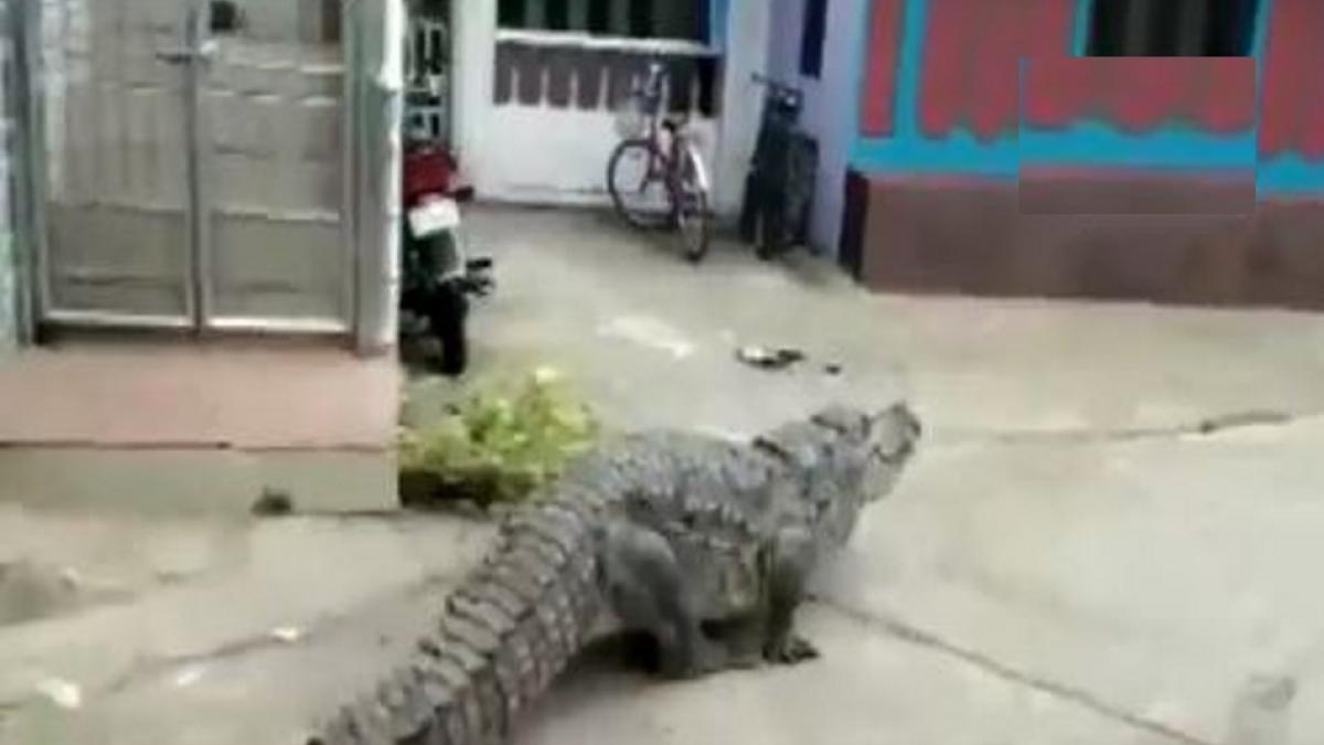 गांव में घूमने लगा मगरमच्छ