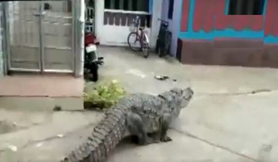 crocodile