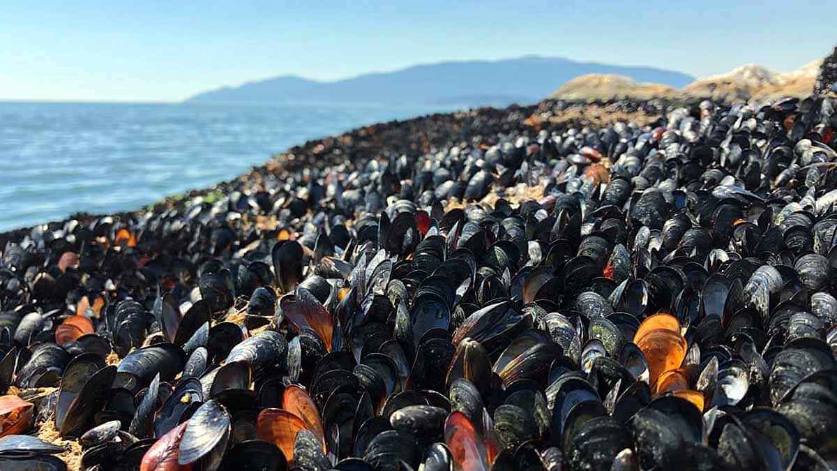 Heatwave Sea Creatures Died