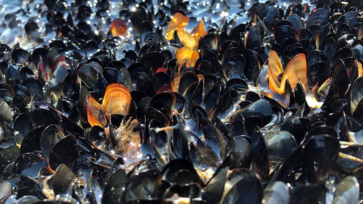 Heatwave Sea Creatures Died