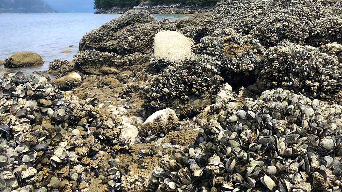 Heatwave Sea Creatures Died