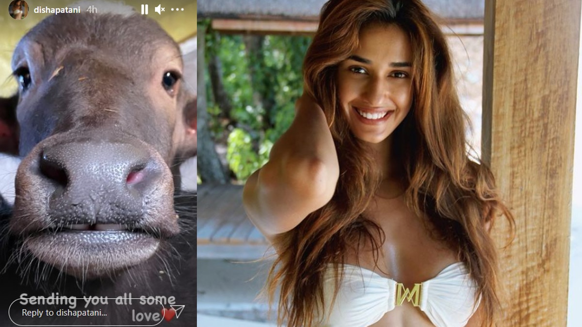 दिशा पाटनी बगल में भैंस की तस्वीर 