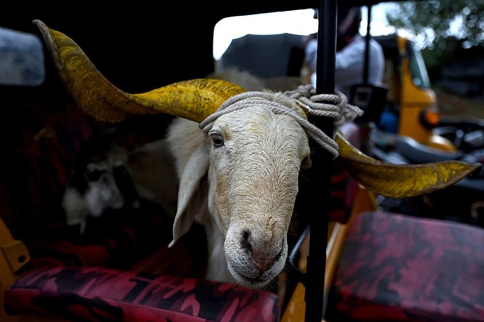 bakreed festival in world