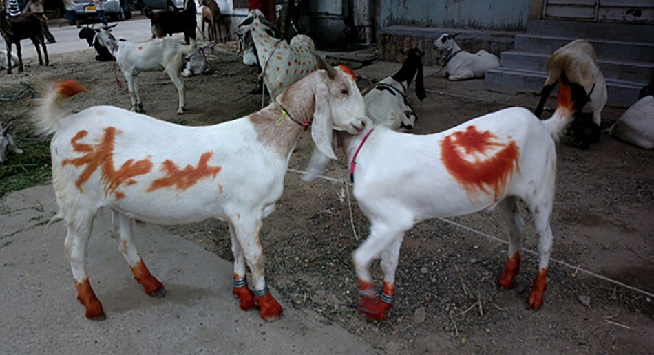 bakreed festival in world