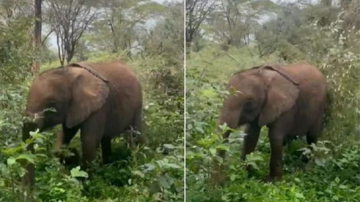 सांप से खेलती हाथी की बच्ची