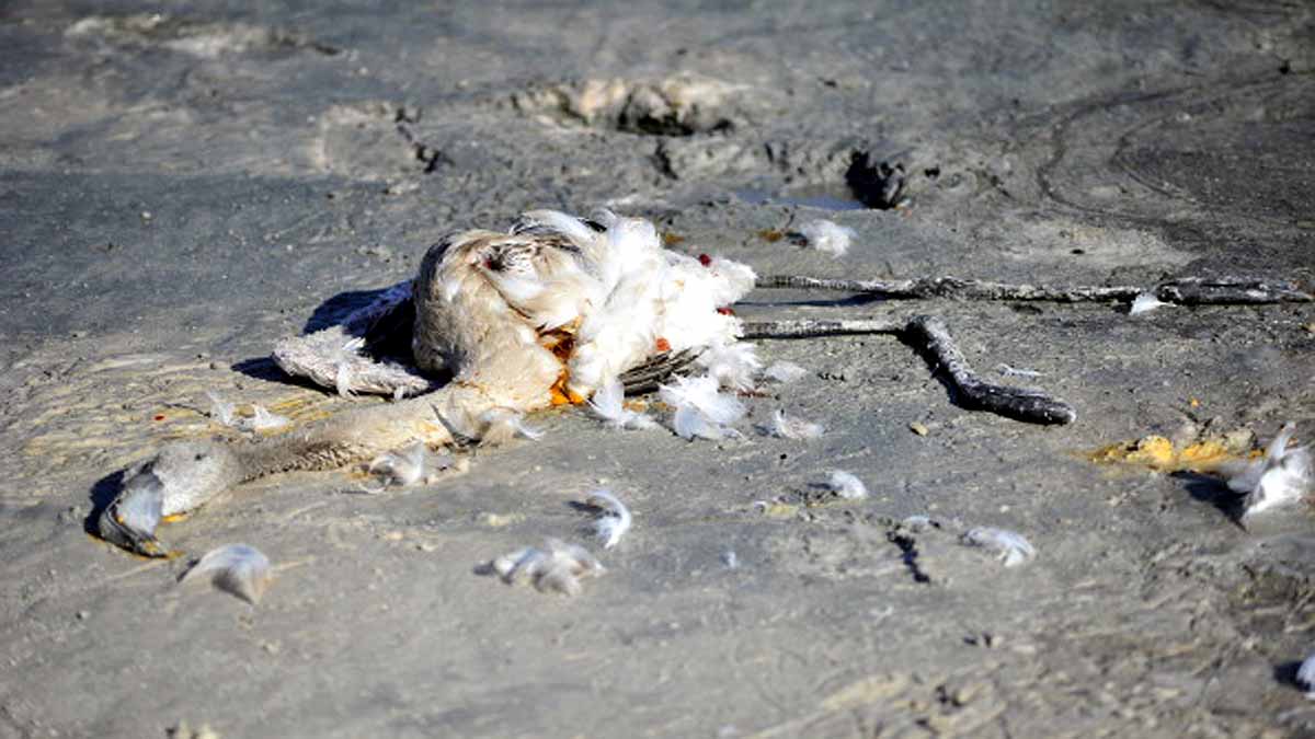 Flamingo Turkey Lake Tuz