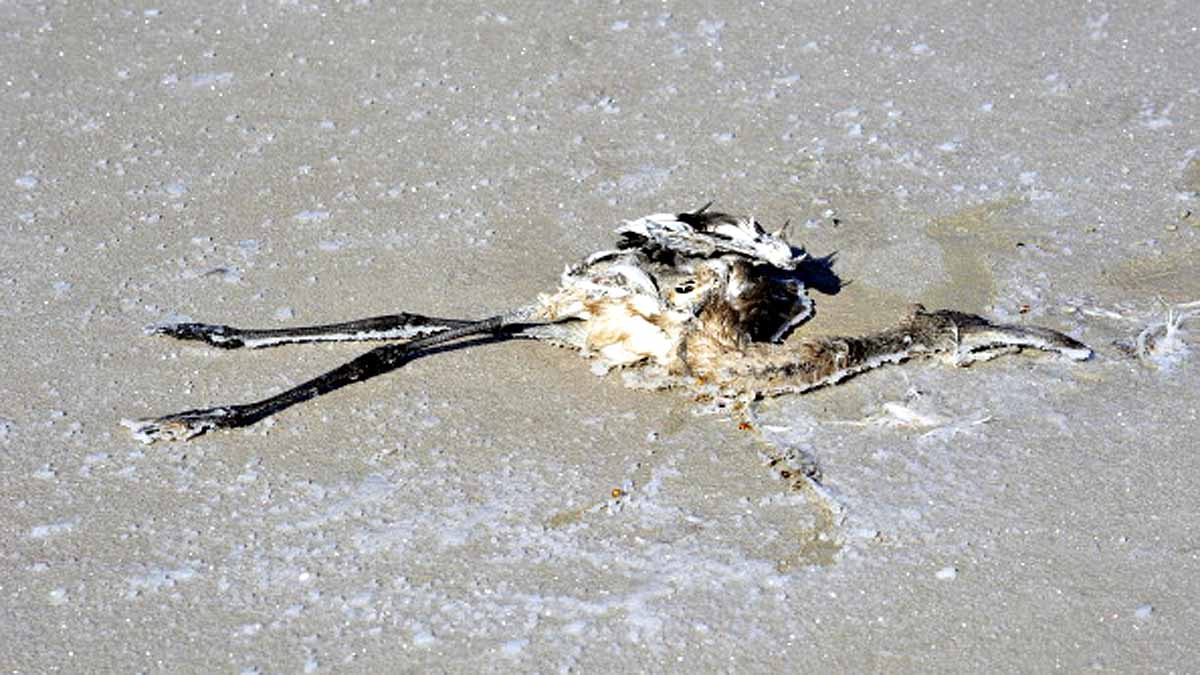 Flamingo Turkey Lake Tuz