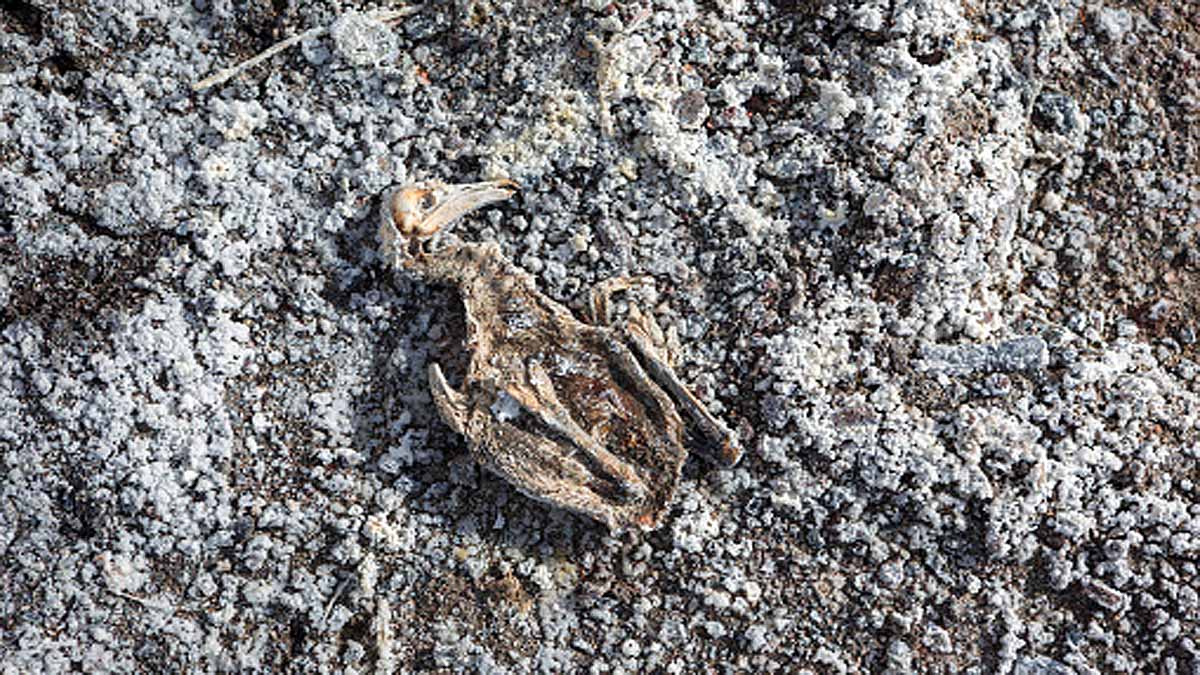 Flamingo Turkey Lake Tuz