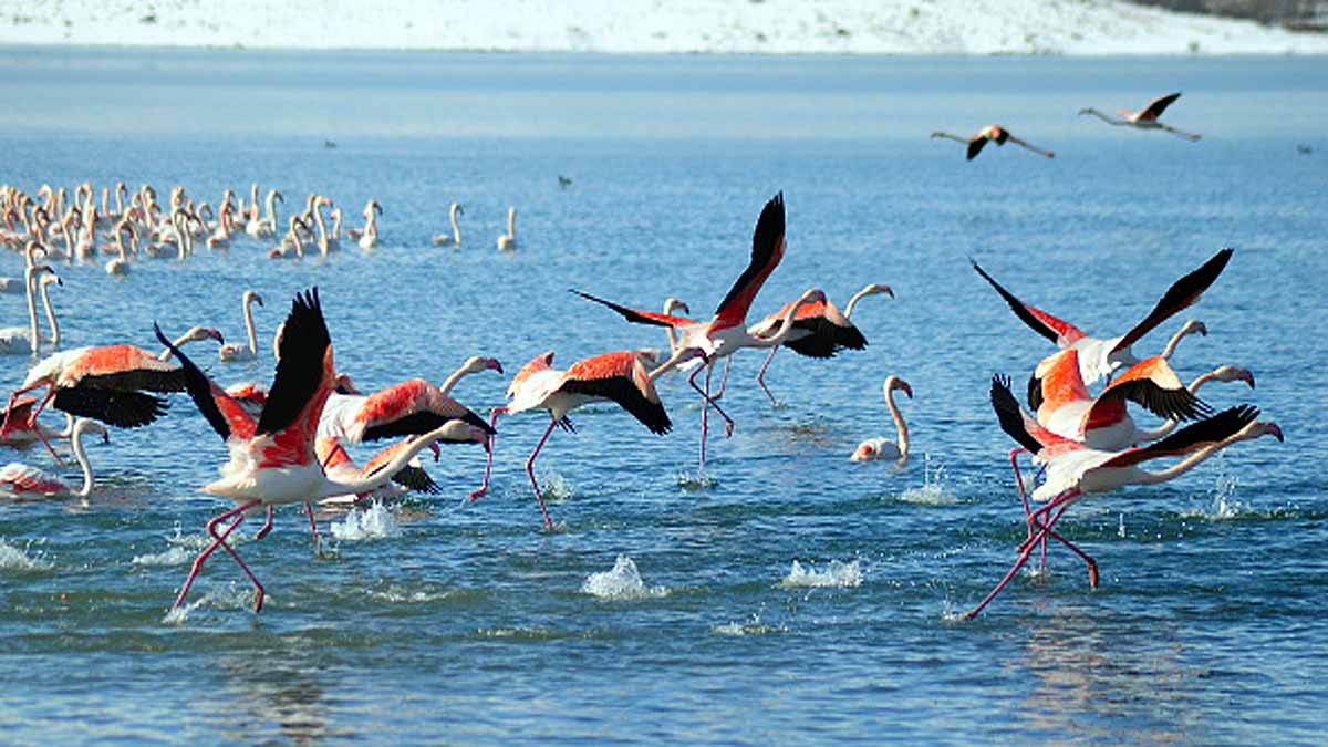 Flamingo Turkey Lake Tuz