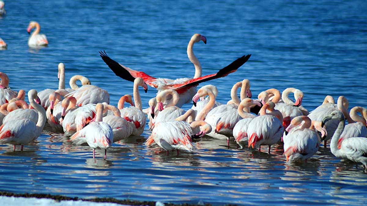 Flamingo Turkey Lake Tuz