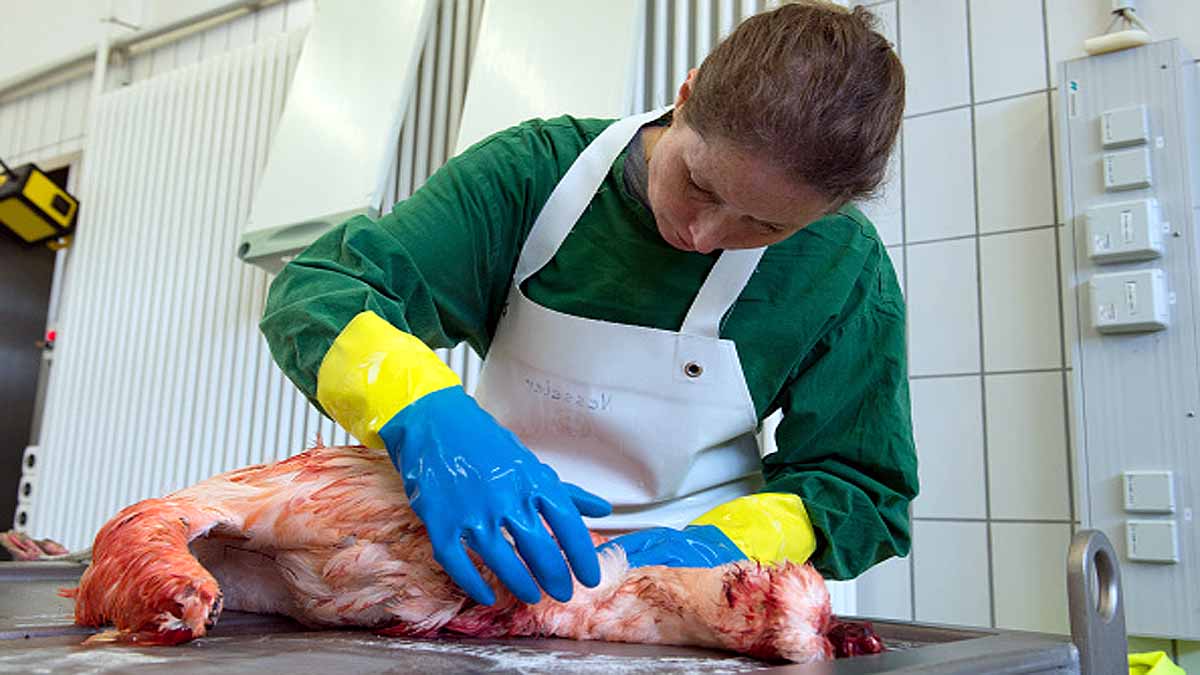 Flamingo Turkey Lake Tuz