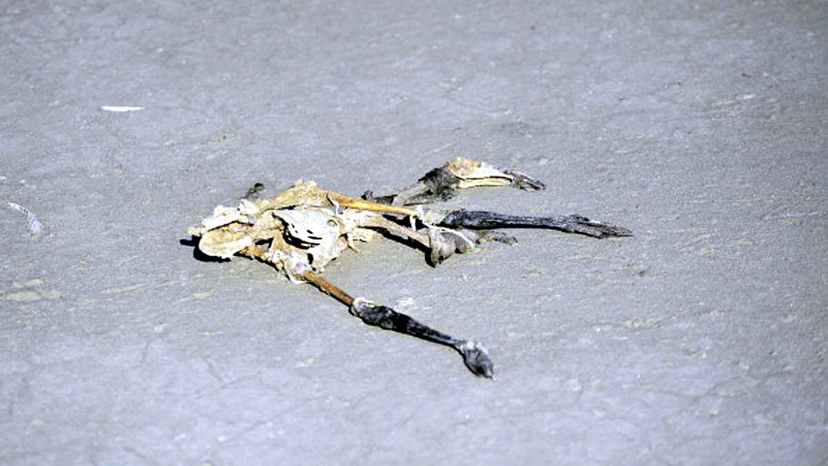 Flamingo Turkey Lake Tuz