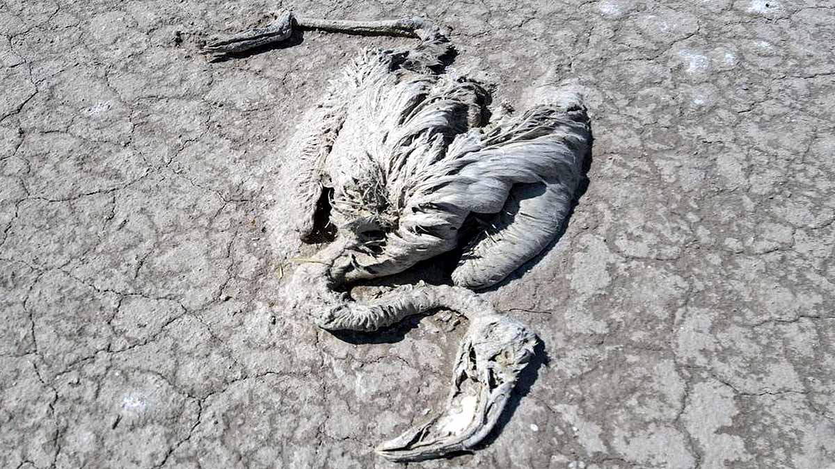 Flamingo Turkey Lake Tuz