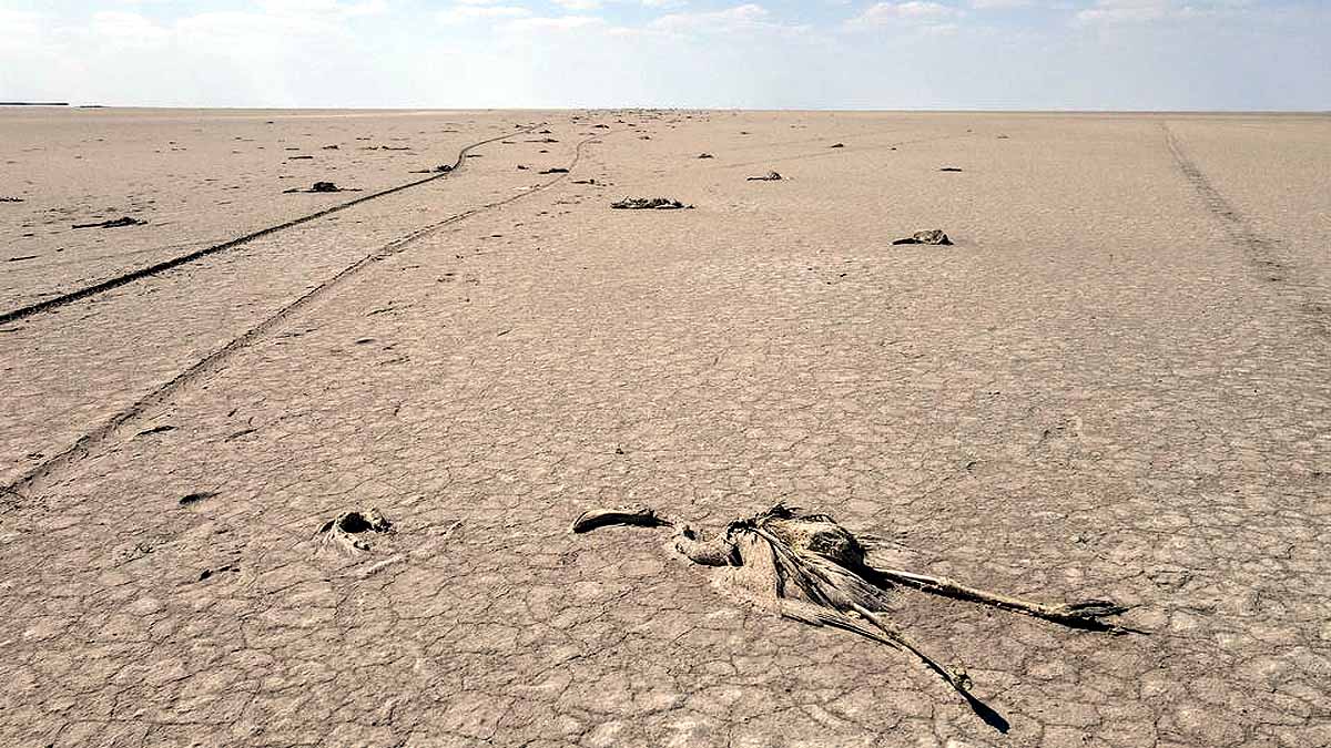 Flamingo Turkey Lake Tuz