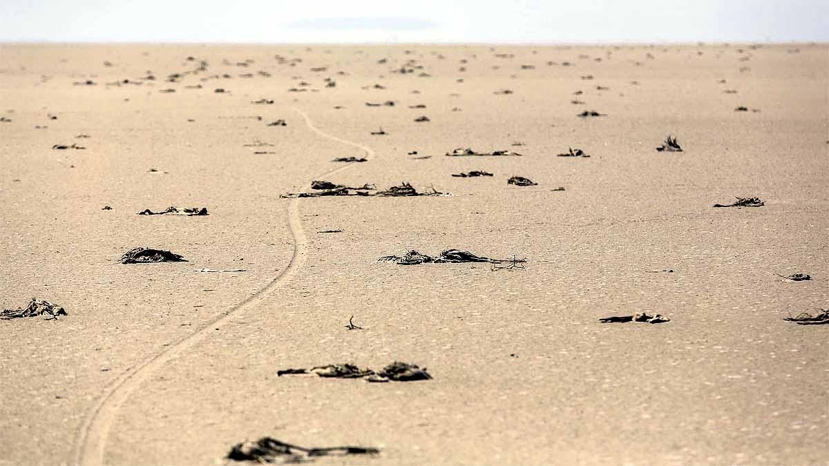Flamingos Died in Turkey