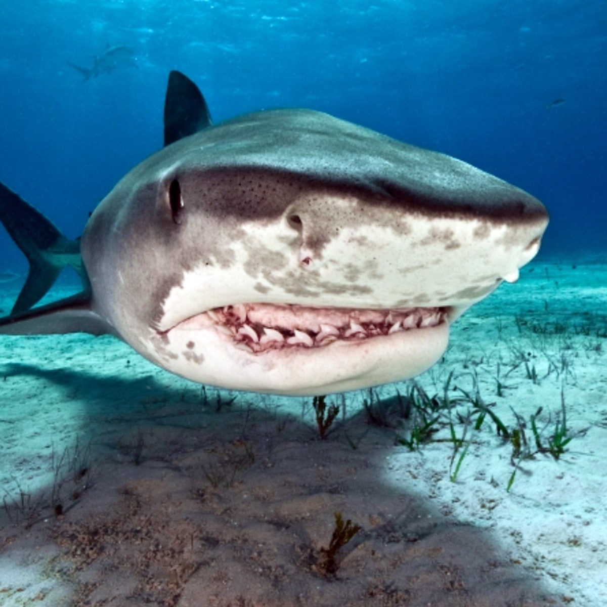 shark USS Indianapolis