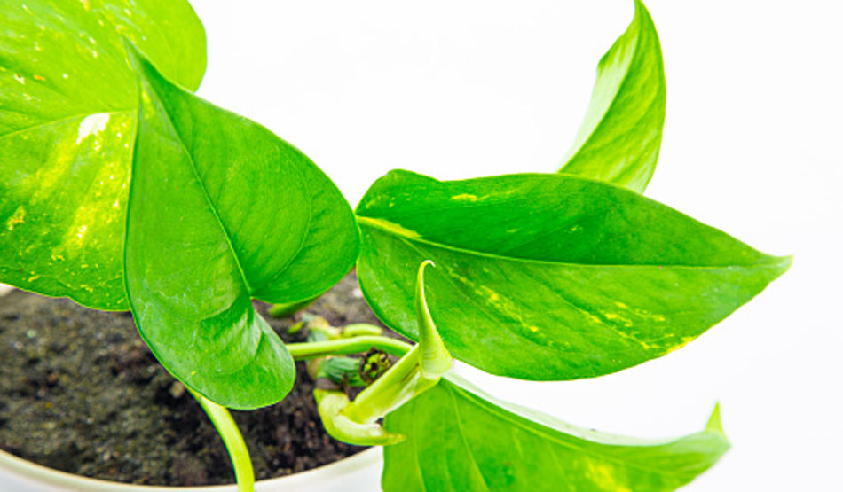 मनी प्लांट2