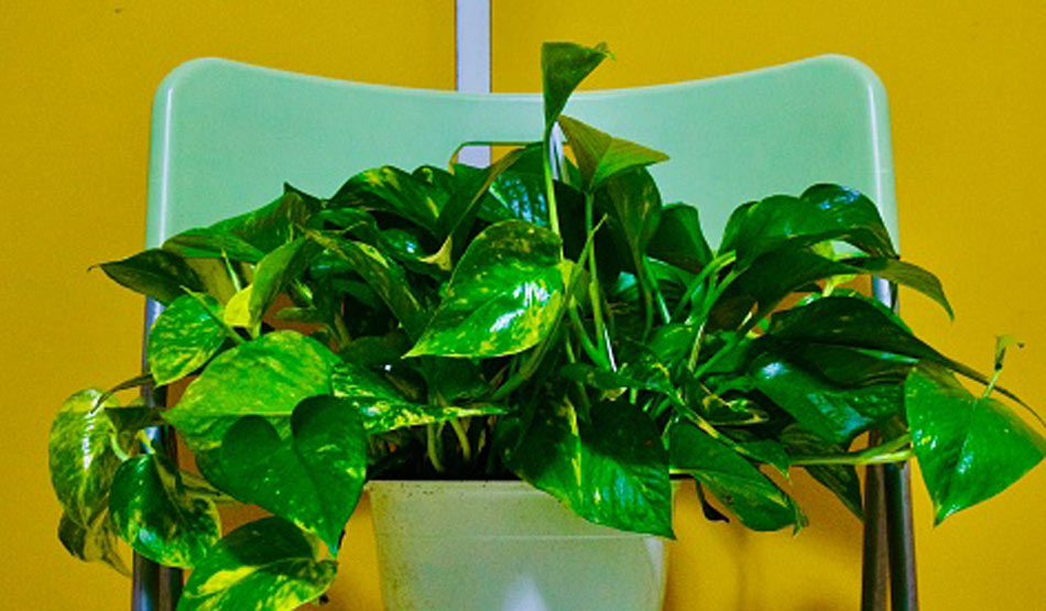 मनी प्लांट5