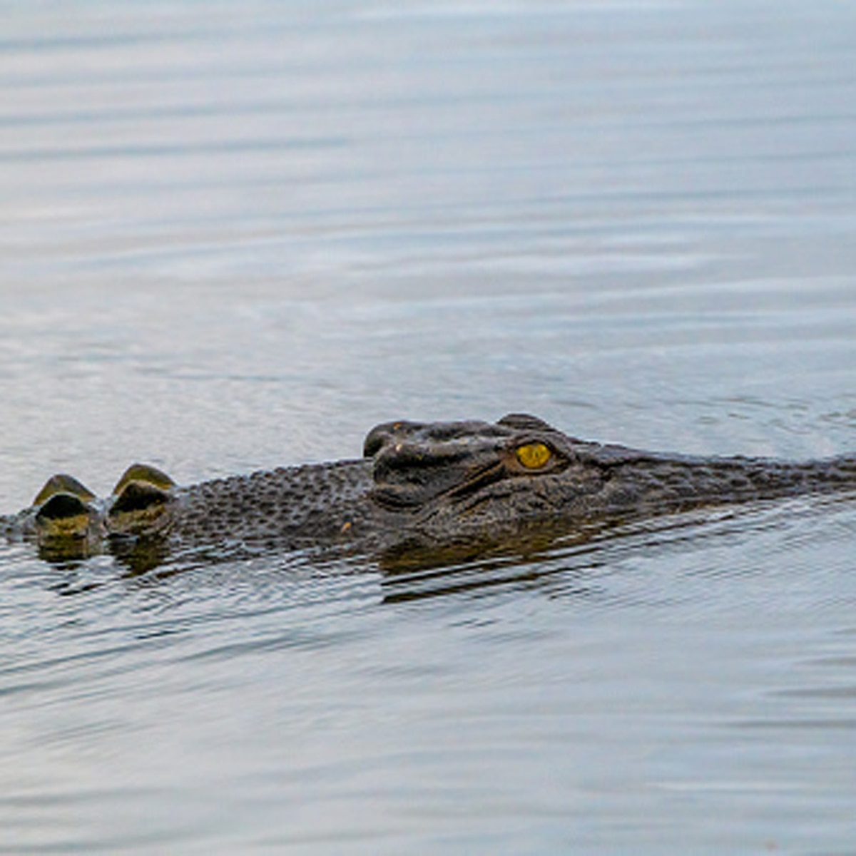 crocodile beach video 