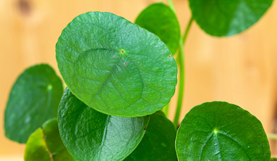 मनी प्लांट7