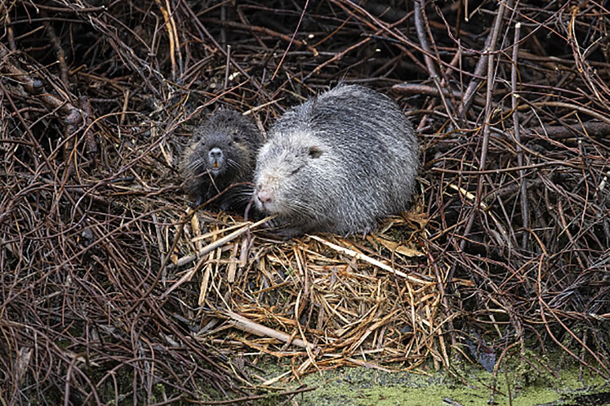 Baby beaver born 