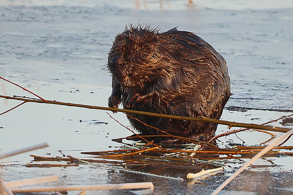 Baby beaver born 
