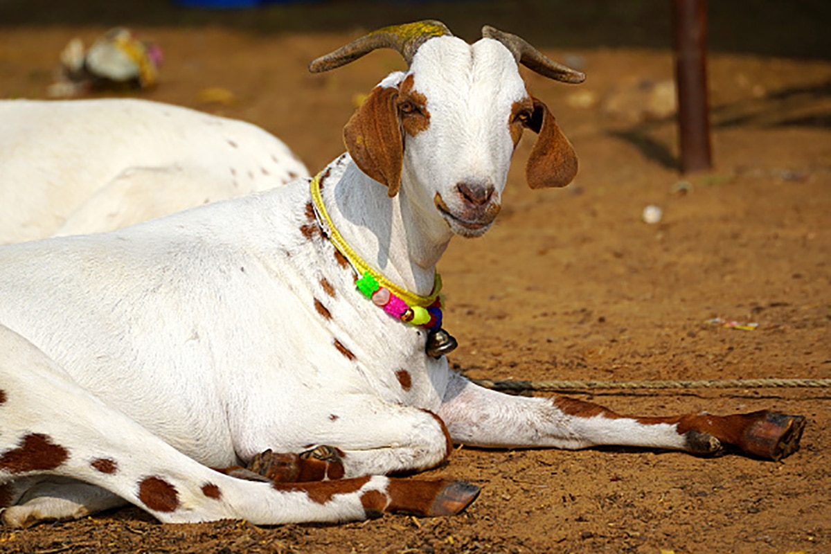 pakistan goat Bakrid 