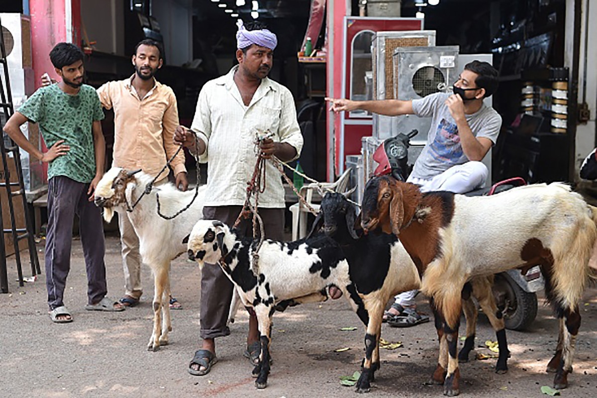 pakistan goat Bakrid 