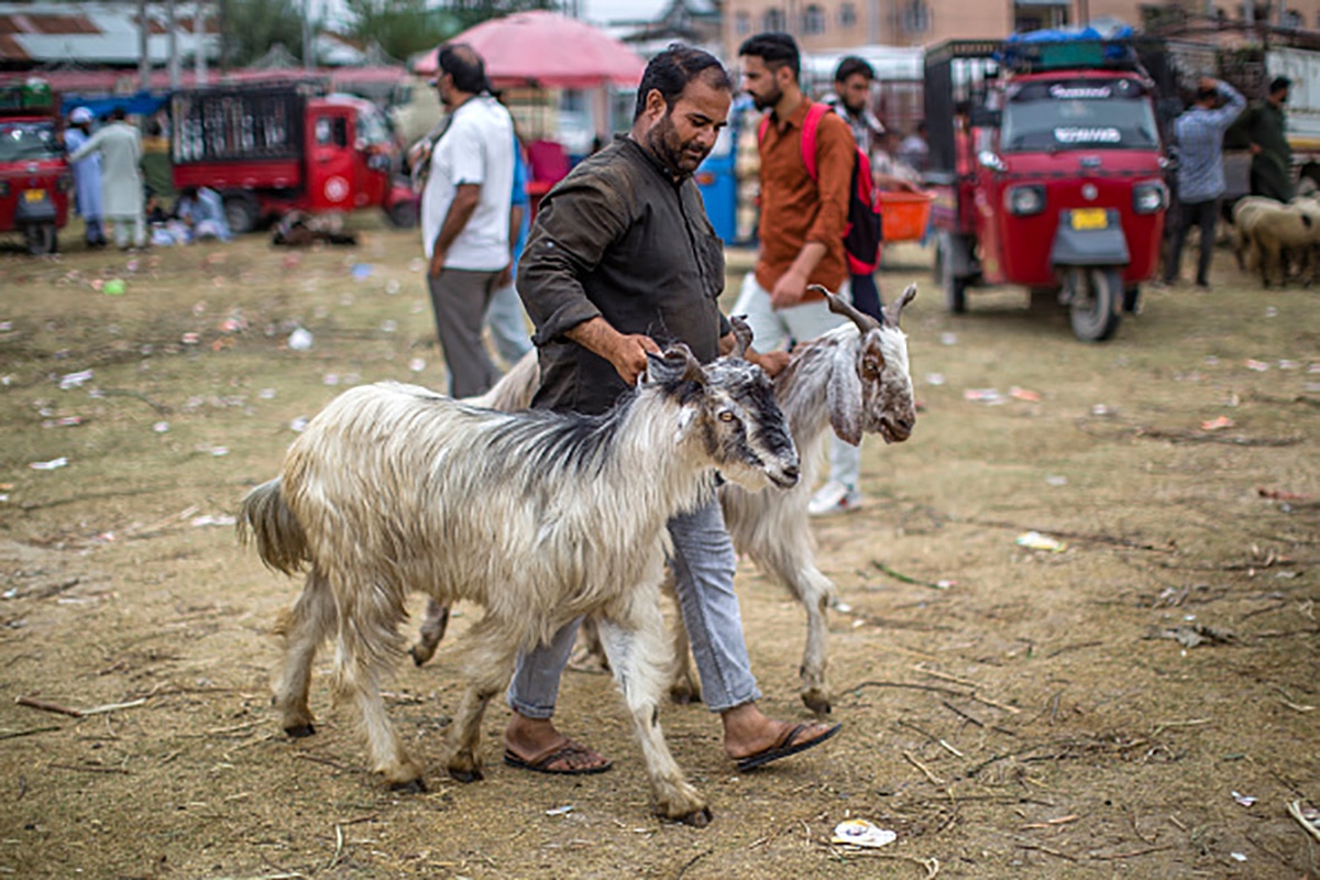 pakistan goat Bakrid 