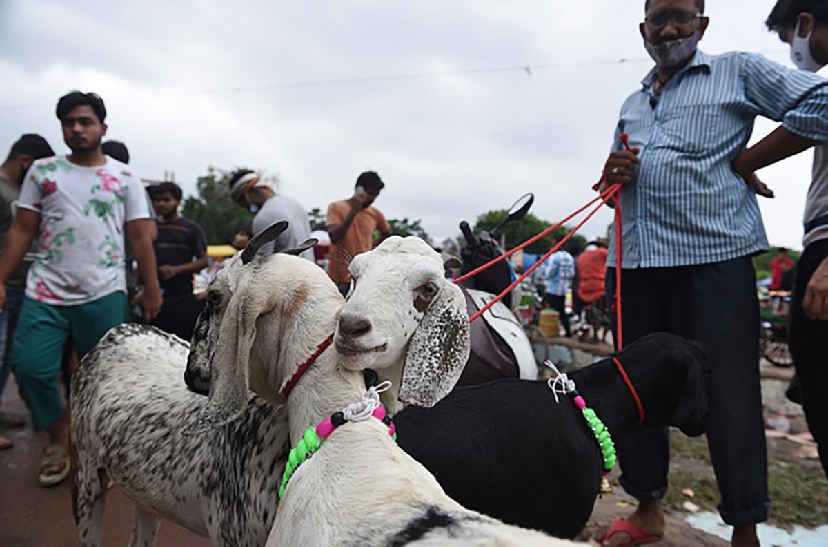 pakistan goat Bakrid 
