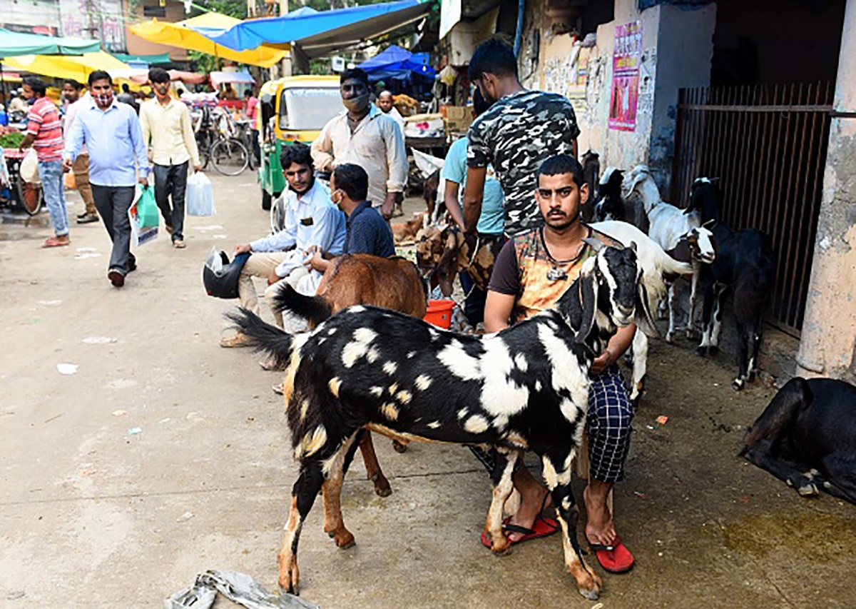 pakistan goat Bakrid 