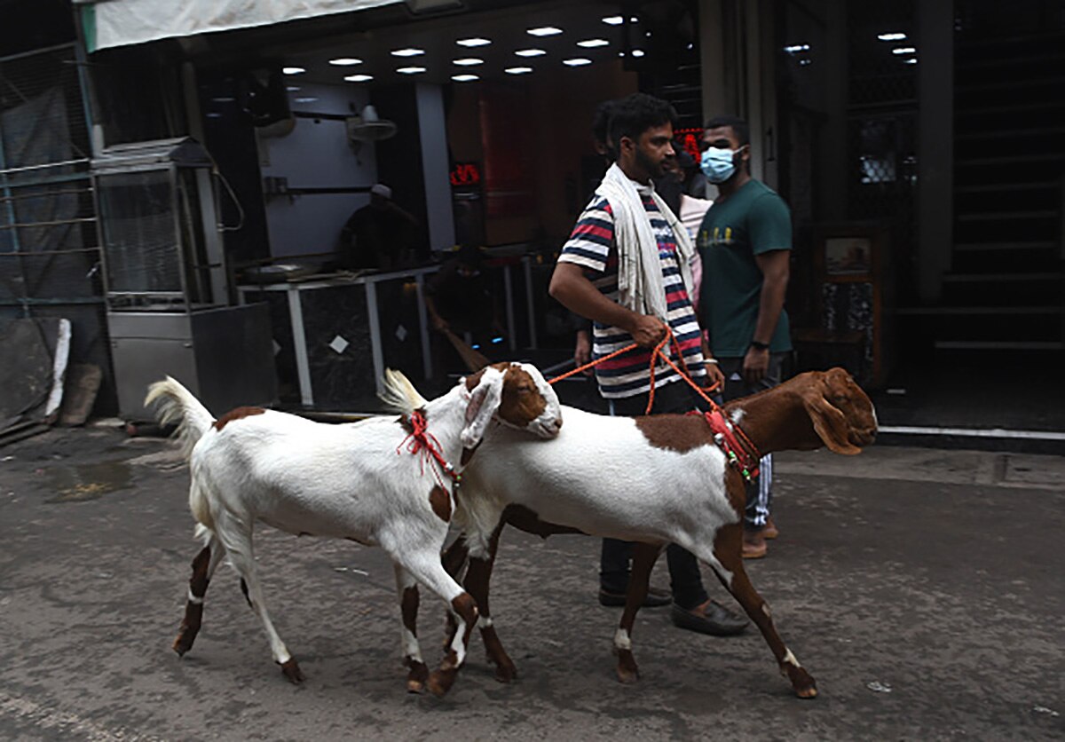 pakistan goat Bakrid 