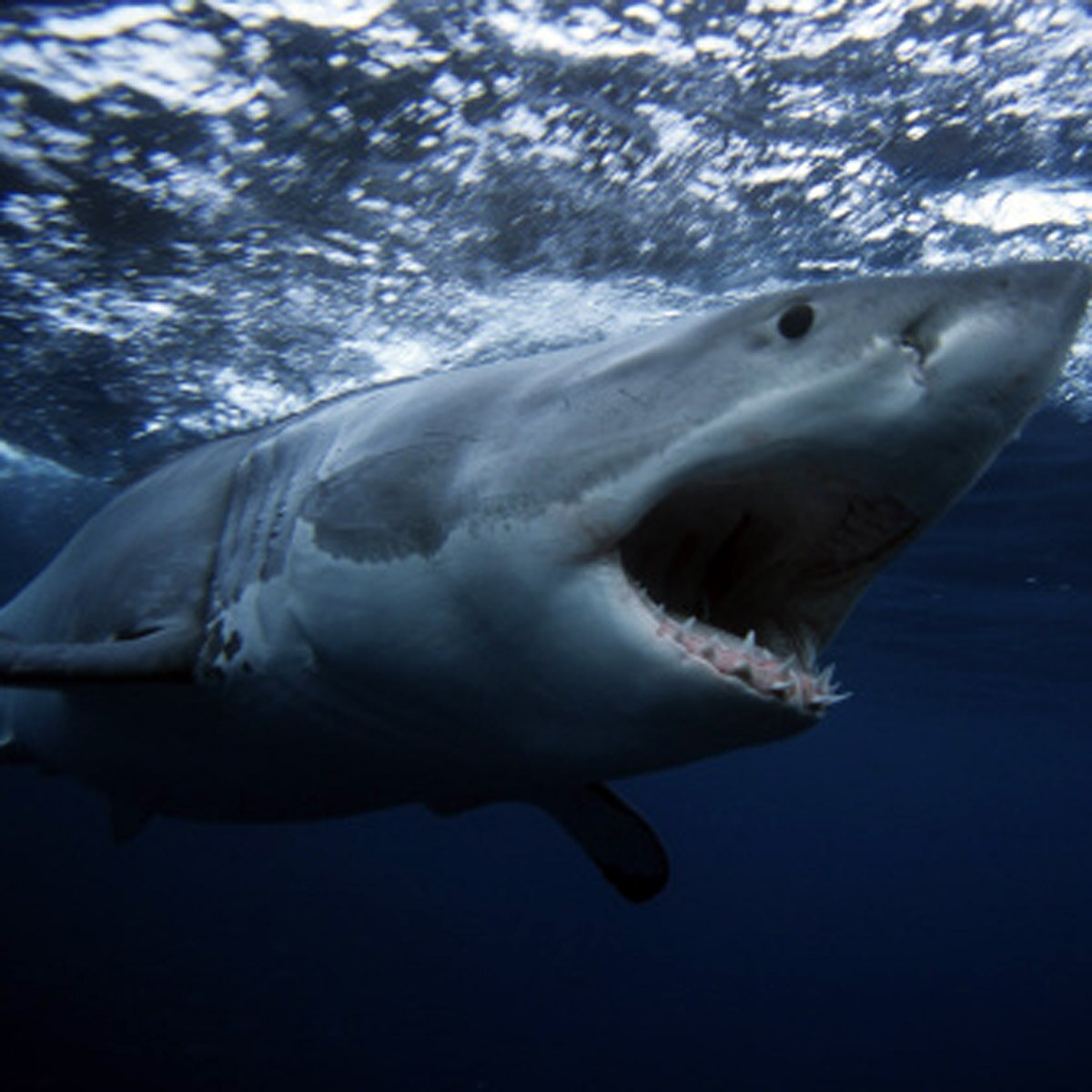 shark USS Indianapolis