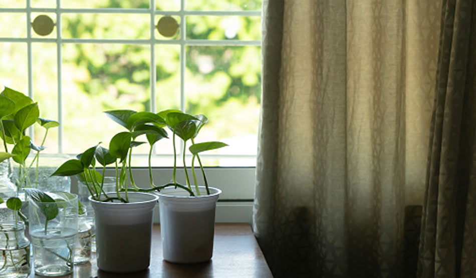  मनी प्लांट8