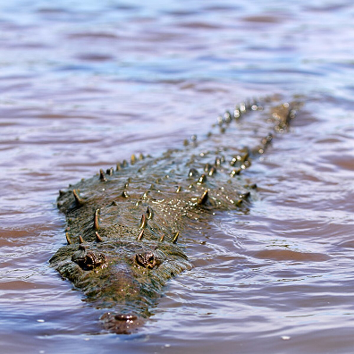 crocodile beach video 