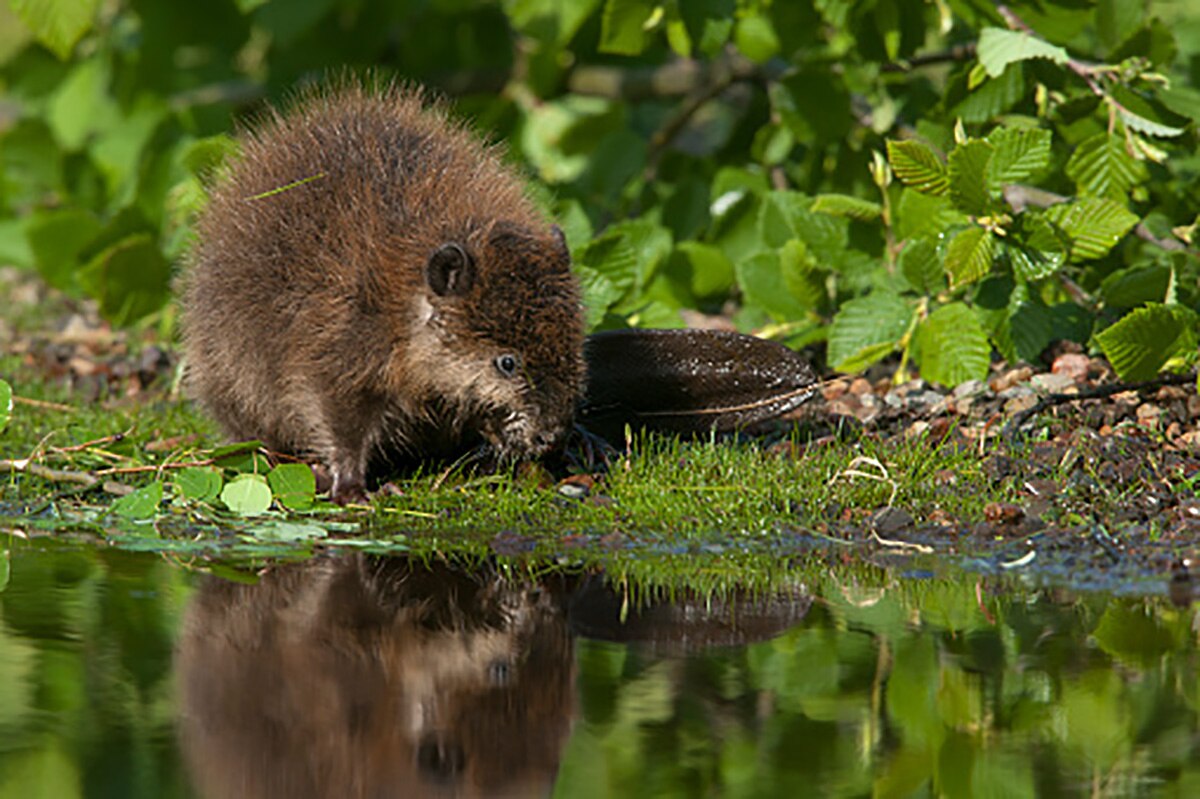 Baby beaver born 