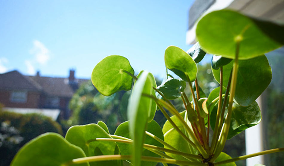 मनी प्‍लांट9