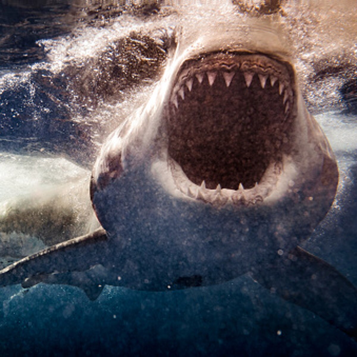 shark USS Indianapolis