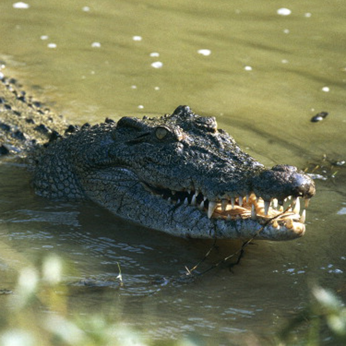crocodile beach video 