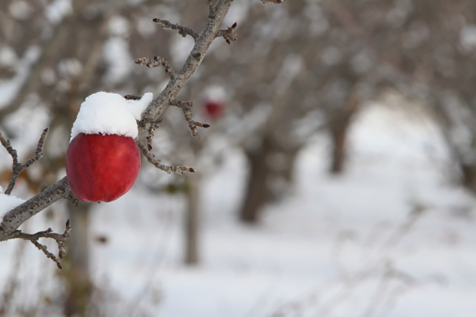 most expensive fruits