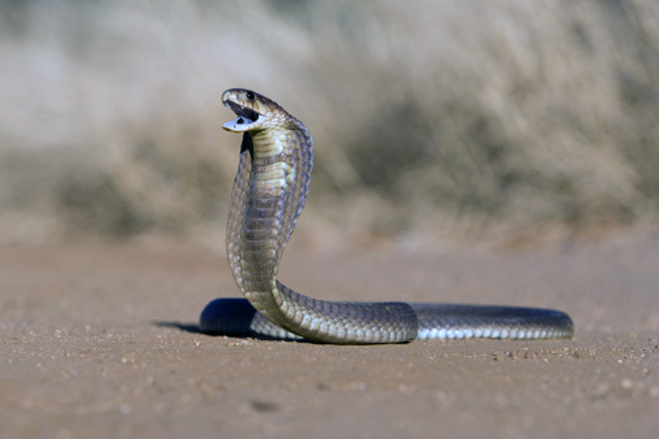King Cobra Video