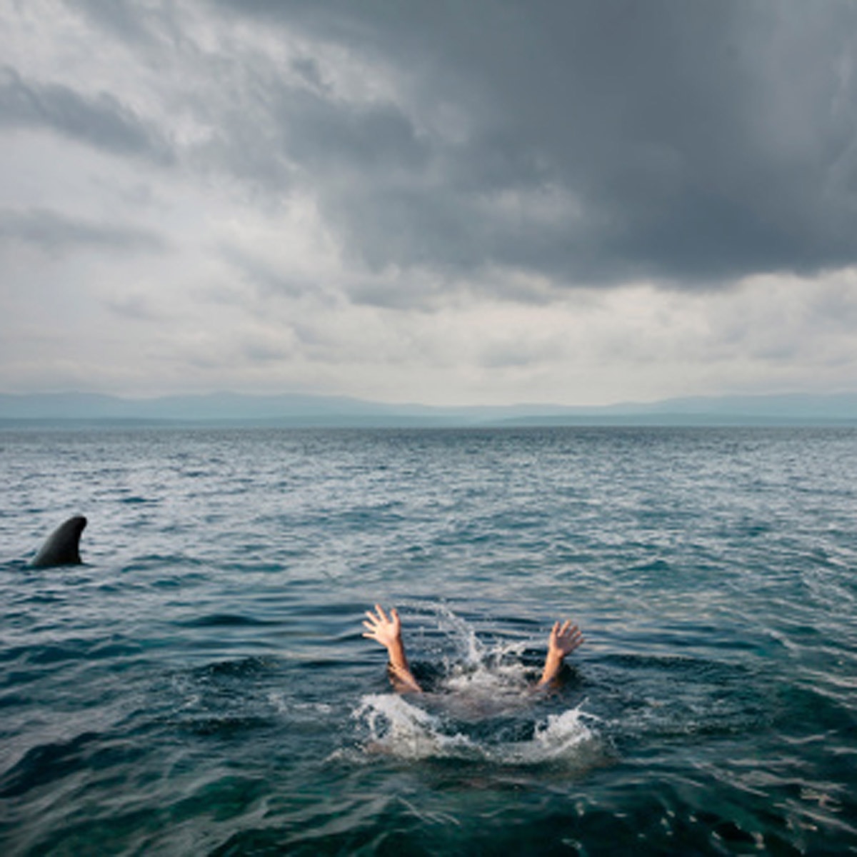 shark USS Indianapolis
