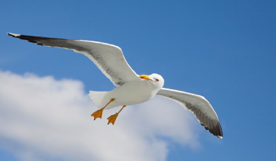 seagull