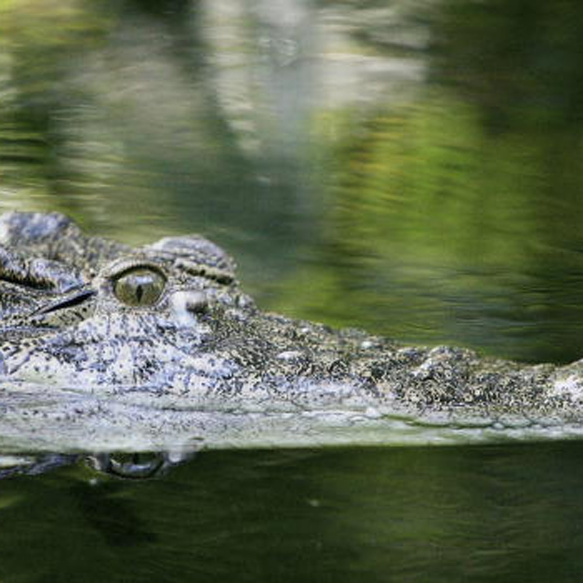 crocodile beach video 