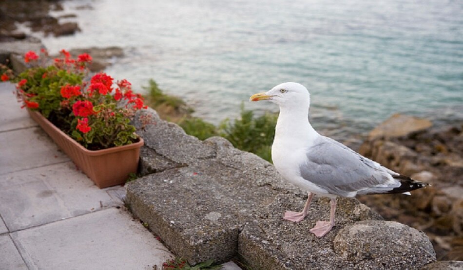 seagull