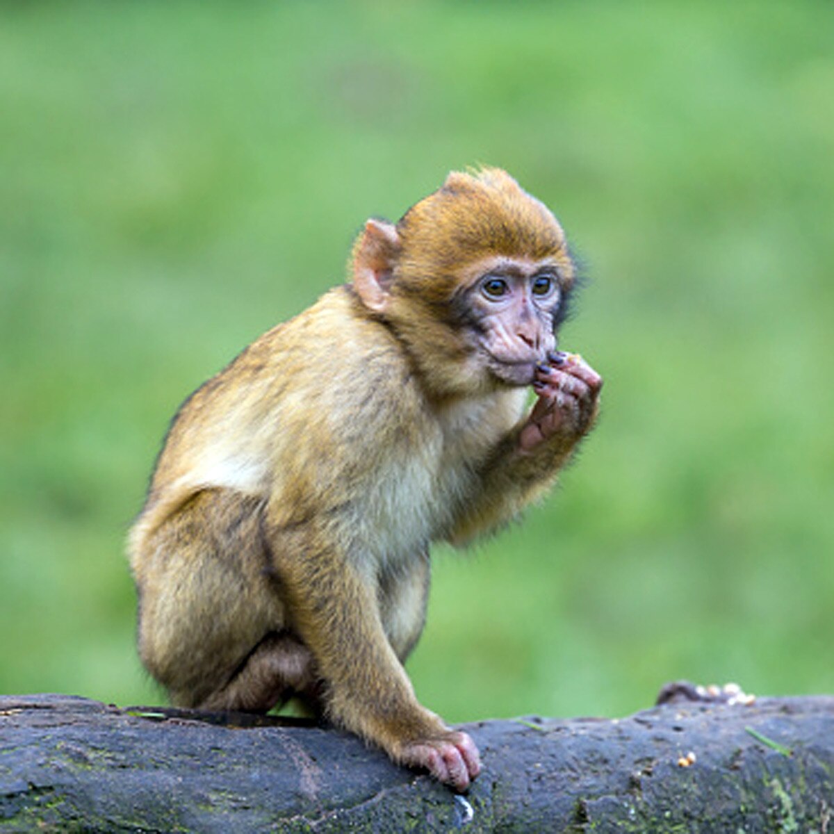 सभी फोटो (क्रेडिट- Getty Images) 