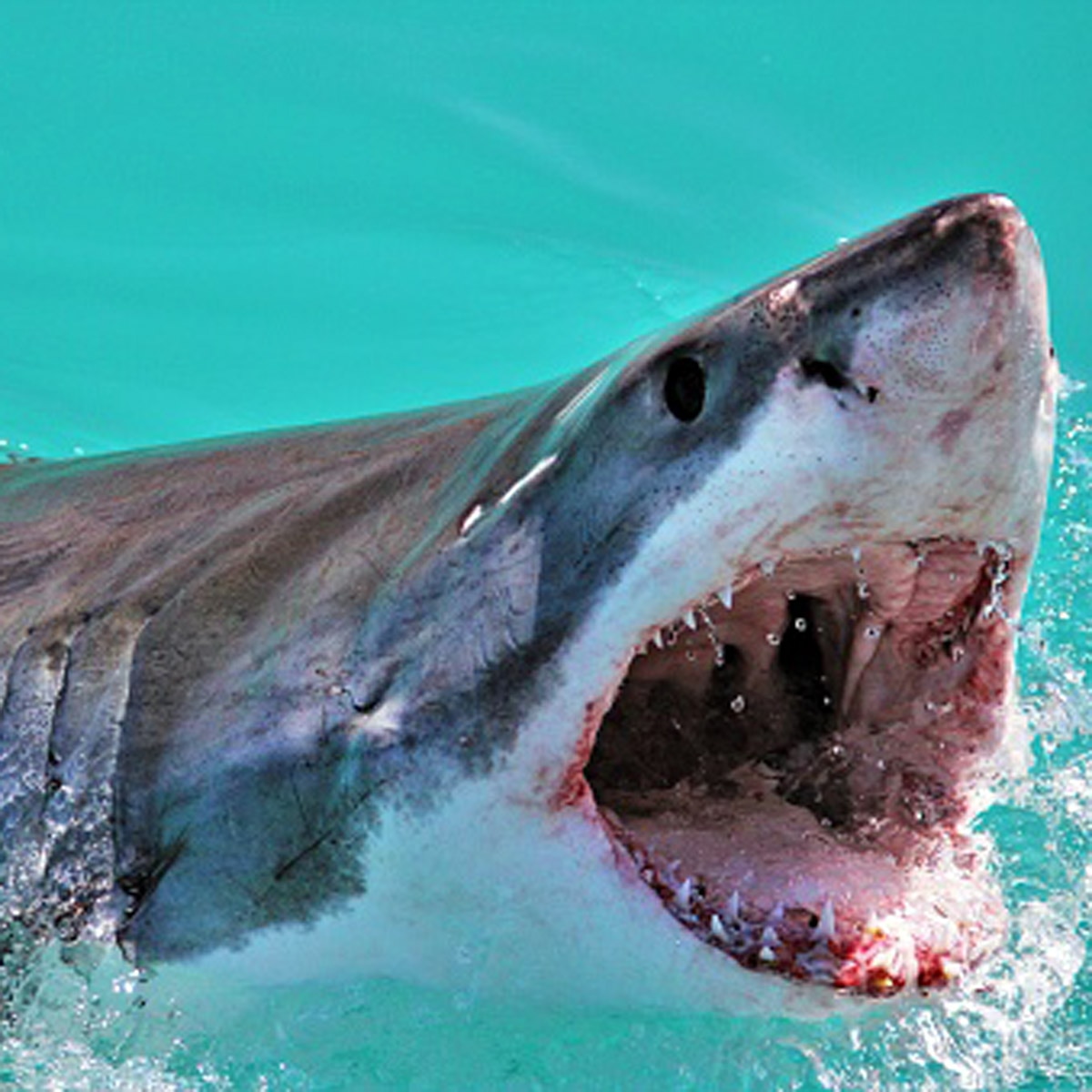 shark USS Indianapolis