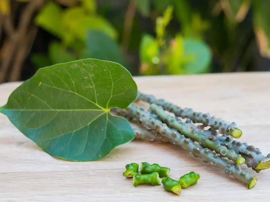 लिवर डैमेज कर रहा इम्यूनिटी बढ़ाने वाला गिलोय