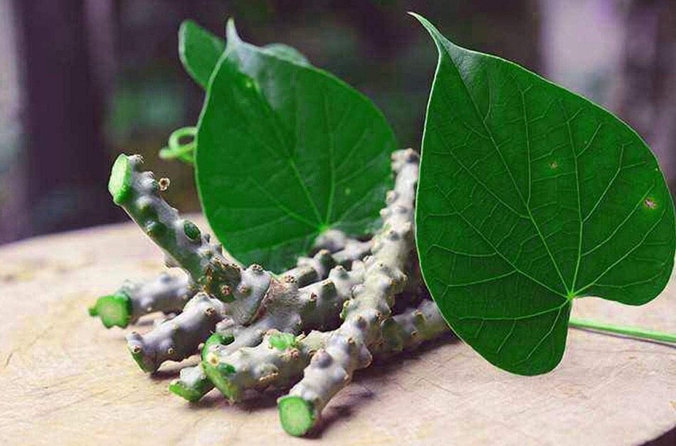 लिवर डैमेज कर रहा गिलोय?